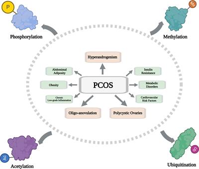 Posttranslational modifications in pathogenesis of PCOS